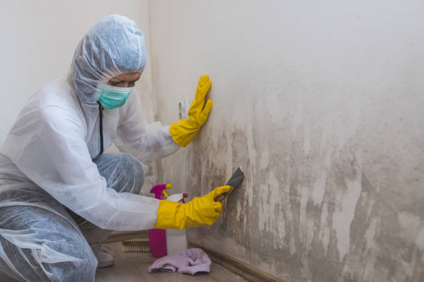 Best Post-Flood Mold Remediation in Pickerington, OH