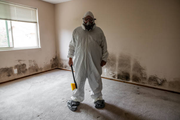 Best White Mold Remediation in Pickerington, OH