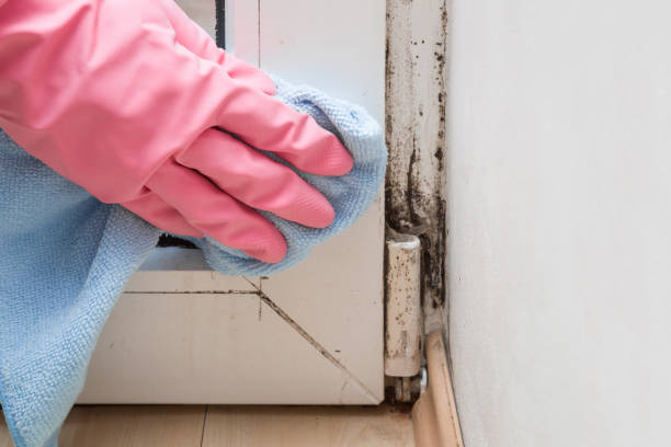 Best Industrial Mold Remediation in Pickerington, OH